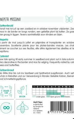 Horti tops zaden Nepeta, Kattenkruid