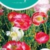 Horti tops zaden papaver, klaproos gemengd