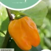 Horti Tops zaden Peper Habanero, oranje