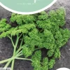 Horti tops zaden peterselie thujade orig. donkergroene