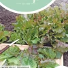 Horti tops zaden pluksla amerikaanse roodrand
