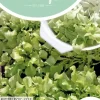 Horti tops zaden pluksla australische gele