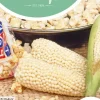 Horti tops zaden pofmais/popcorn plomyk, type peppi