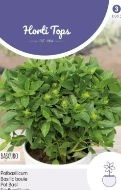 Horti tops zaden Pot-Basilicum, Bascuro, Griekse donkergroene Basilicum