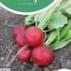 Horti tops zaden radijs saxa