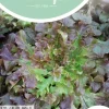 Horti tops zaden red salad bowl - rode eikenblads