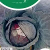 Horti tops zaden rodekool roodkop