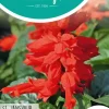 Horti tops zaden salvia, vuursalie st. jansvuur