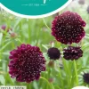 Horti tops zaden Scabiosa, Duifkruid diep donkerpaars