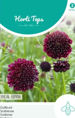 Horti tops zaden Scabiosa, Duifkruid diep donkerpaars