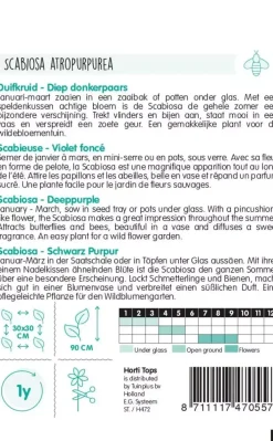 Horti tops zaden Scabiosa, Duifkruid diep donkerpaars