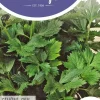 Horti tops zaden selderij
