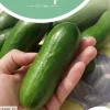 Horti tops zaden Snackkomkommer