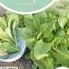 Horti tops zaden snijsla witte dunsel