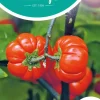 Horti tops zaden solanum, pumpkin on a stick