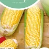 Horti tops zaden suikermais tasty sweet