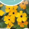 Horti tops zaden thunbergia, suzanne-met-de-mooie-ogen