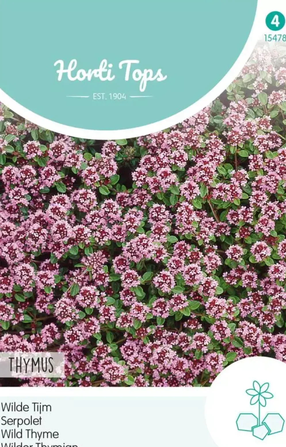 Horti tops zaden thymus, wilde tijm purperrood