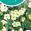 Horti tops zaden Tropaeolum, Oost-Indische kers Milkmaid