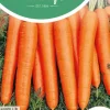 Horti tops zaden wortelen napoli