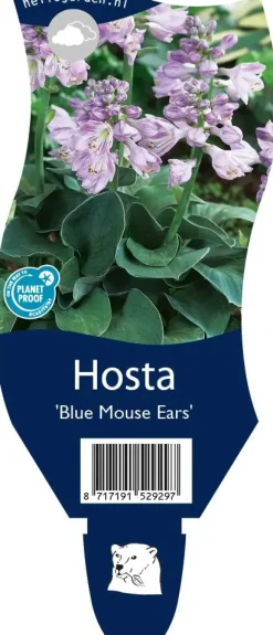 Hosta 'Blue Mouse Ears' (Hartlelie)