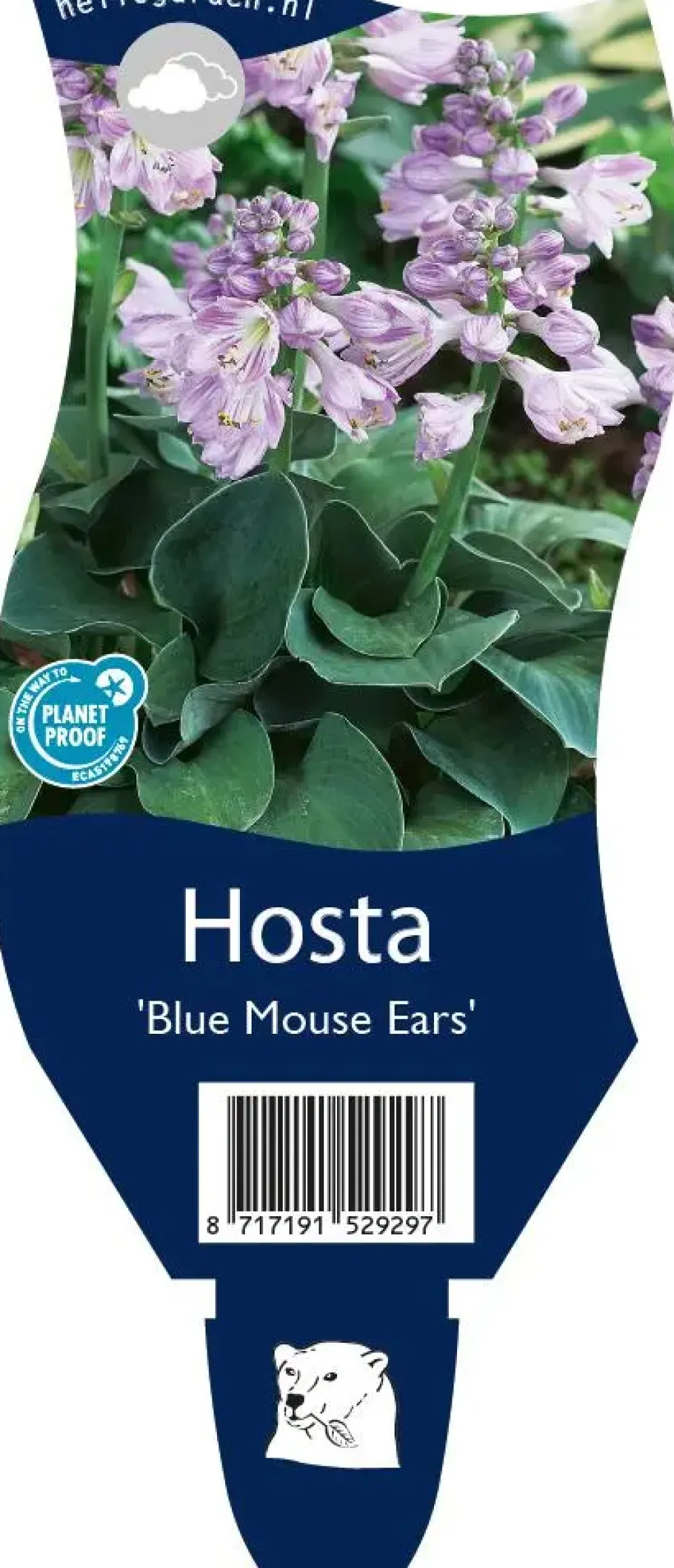 Hosta 'Blue Mouse Ears' (Hartlelie)