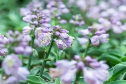 Hosta 'Blue Mouse Ears' (Hartlelie)