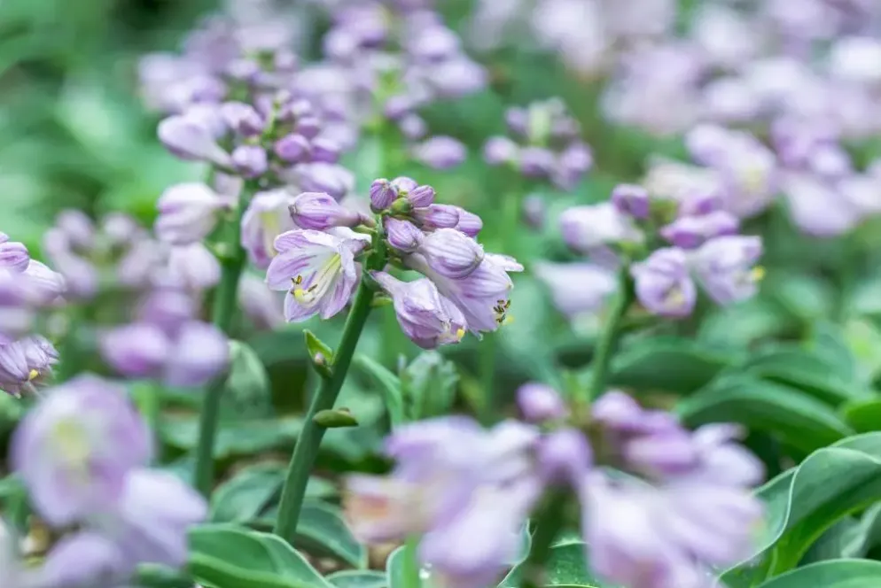 Hosta 'Blue Mouse Ears' (Hartlelie)