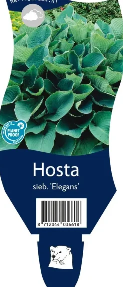Hosta sieboldiana 'Elegans' (Hartlelie)