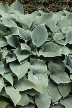 Hosta sieboldiana 'Elegans' (Hartlelie)
