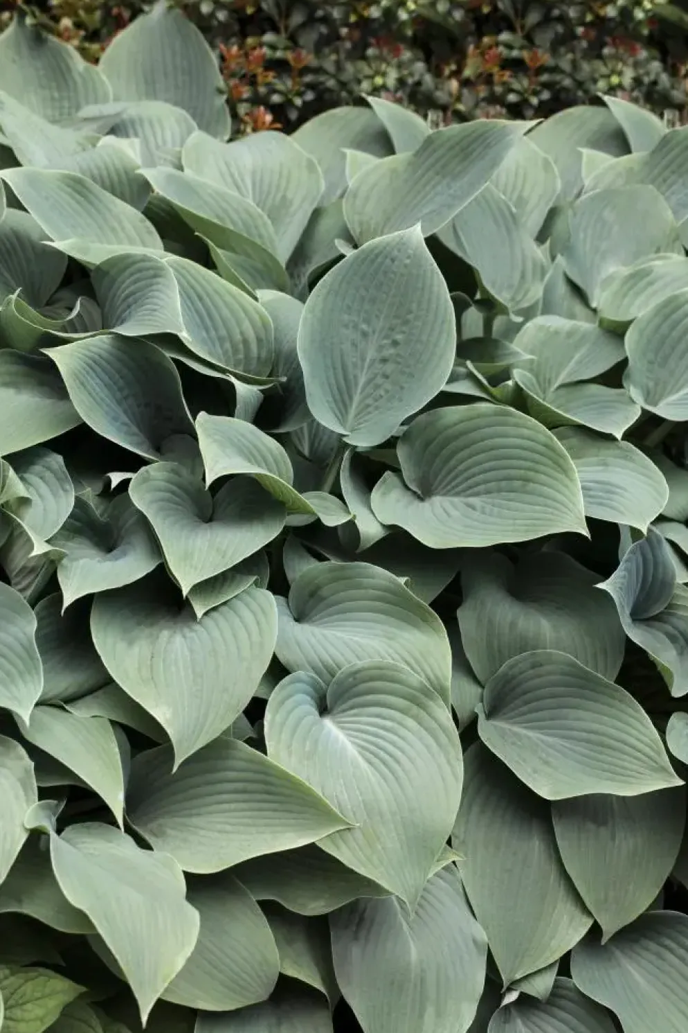 Hosta sieboldiana 'Elegans' (Hartlelie)