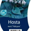 Hosta tardiana 'Halcyon' (Hartlelie)
