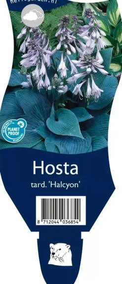 Hosta tardiana 'Halcyon' (Hartlelie)