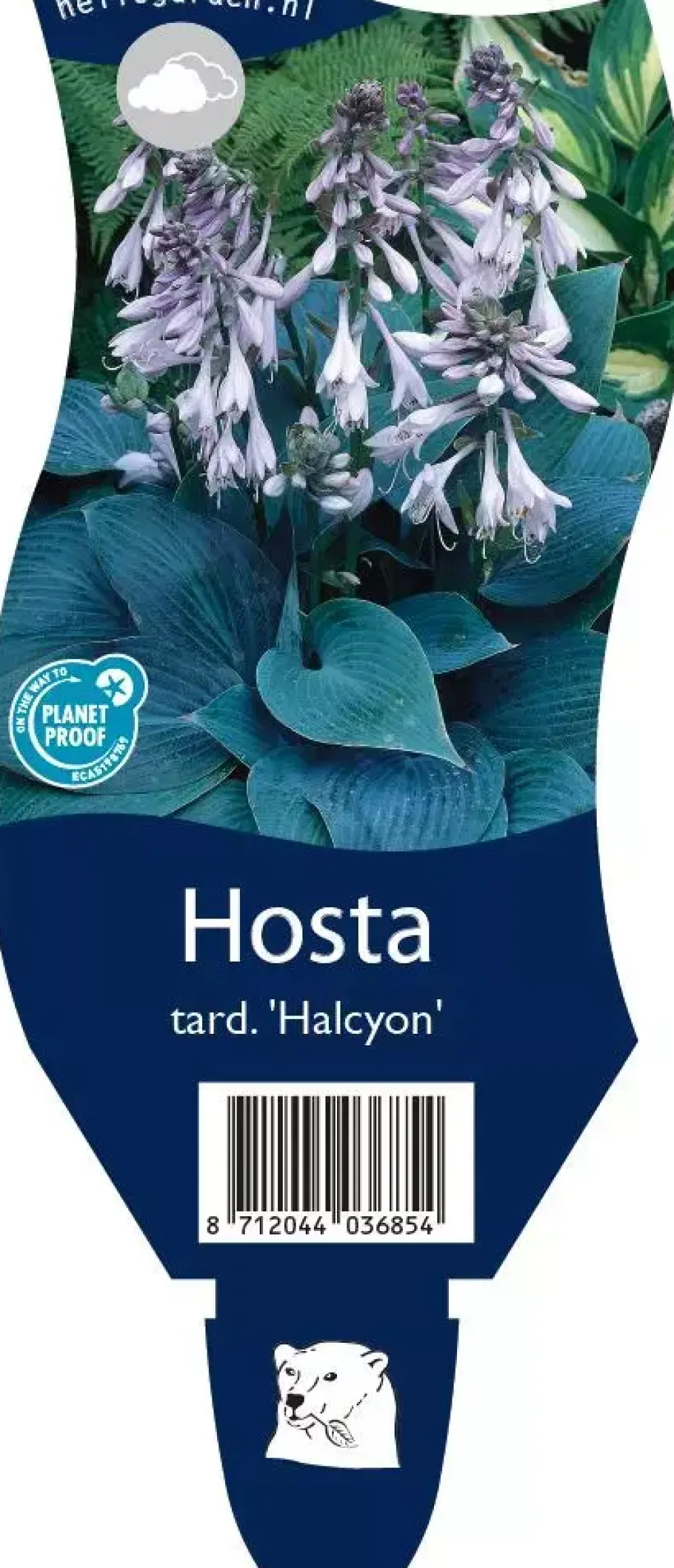 Hosta tardiana 'Halcyon' (Hartlelie)