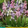 Hyacinthoides hispanica mix 10 stuks