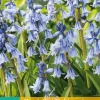 Hyacinthoides hisp. blauw 10 stuks