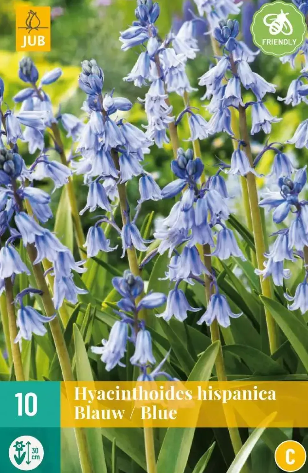 Hyacinthoides hisp. blauw 10 stuks