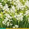 Hyacinthoides hisp. Wit 10 stuks