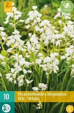 Hyacinthoides hisp. Wit 10 stuks