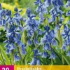 Hyacinthoides non scripta 20 stuks