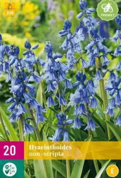Hyacinthoides non scripta 20 stuks