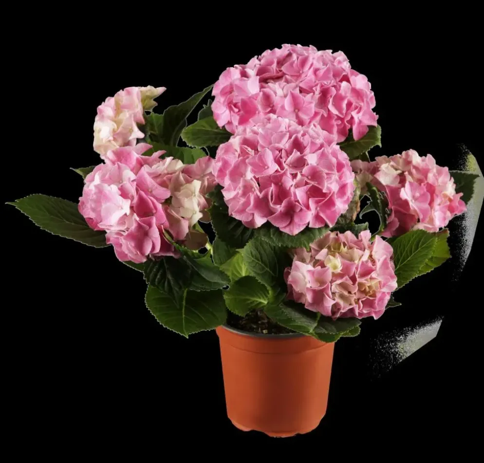 Hydrangea macrophylla (Hortensia)