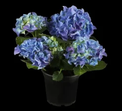 Hydrangea macrophylla (Hortensia)