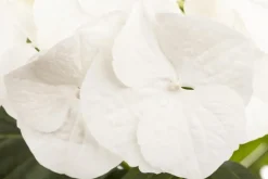 Hydrangea macrophylla (Hortensia)