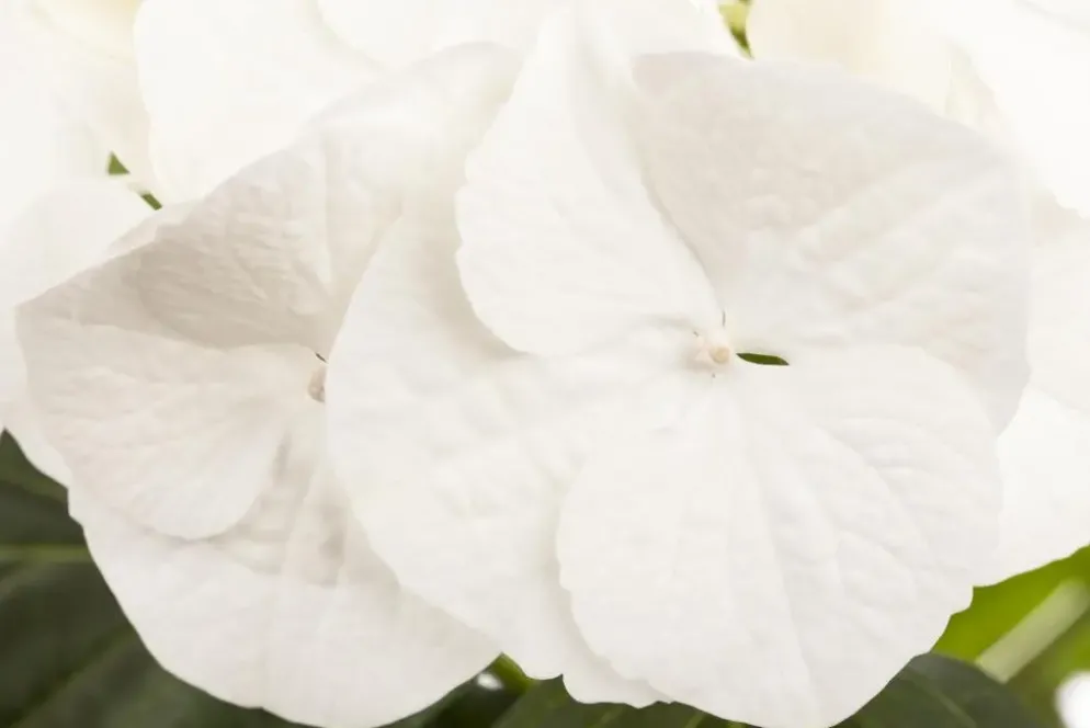 Hydrangea macrophylla (Hortensia)