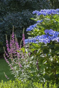 Hydrangea macrophylla (Hortensia)