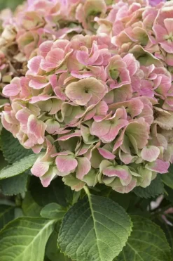 Hydrangea macrophylla (Hortensia)