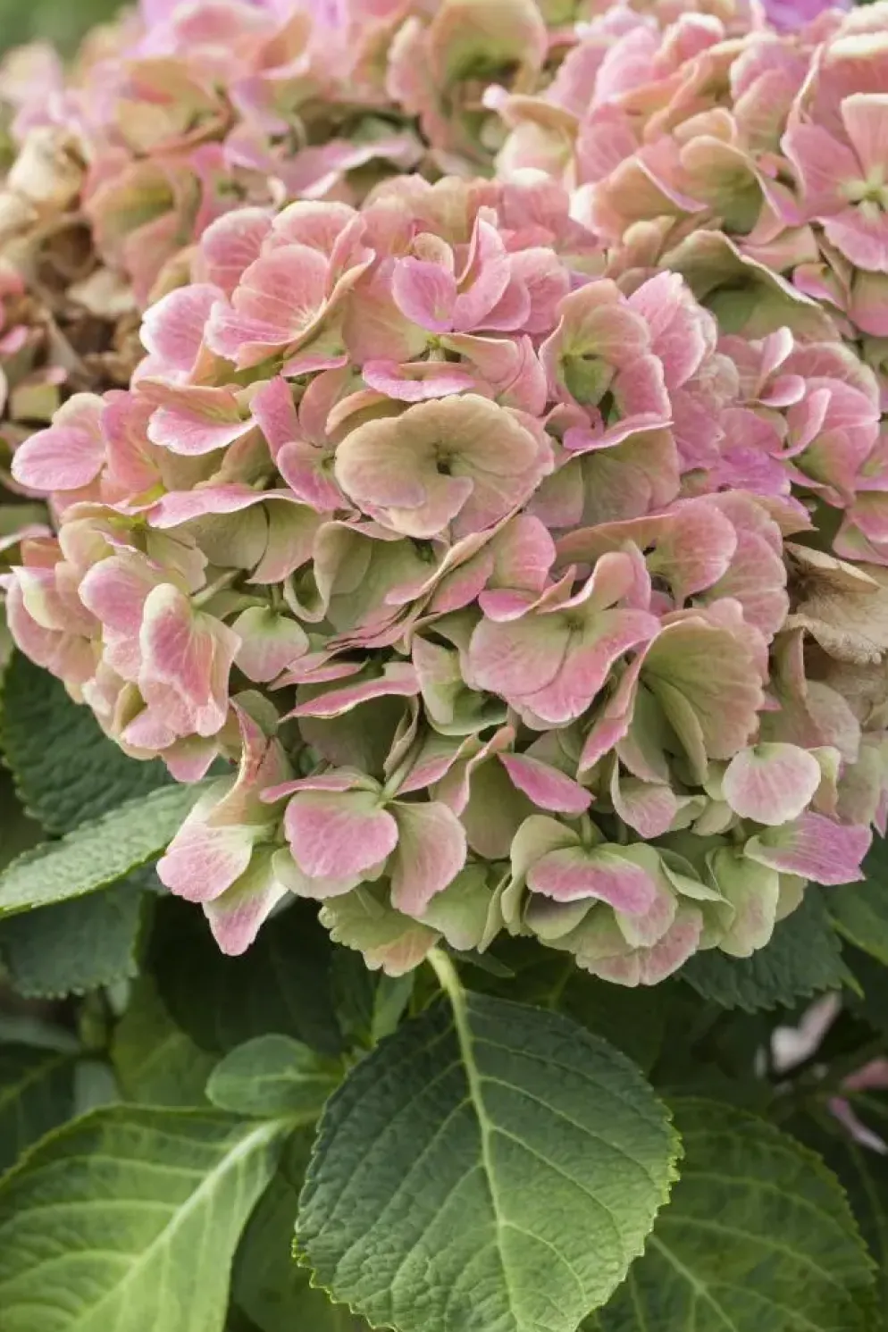 Hydrangea macrophylla (Hortensia)
