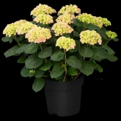 Hydrangea macrophylla (Hortensia)
