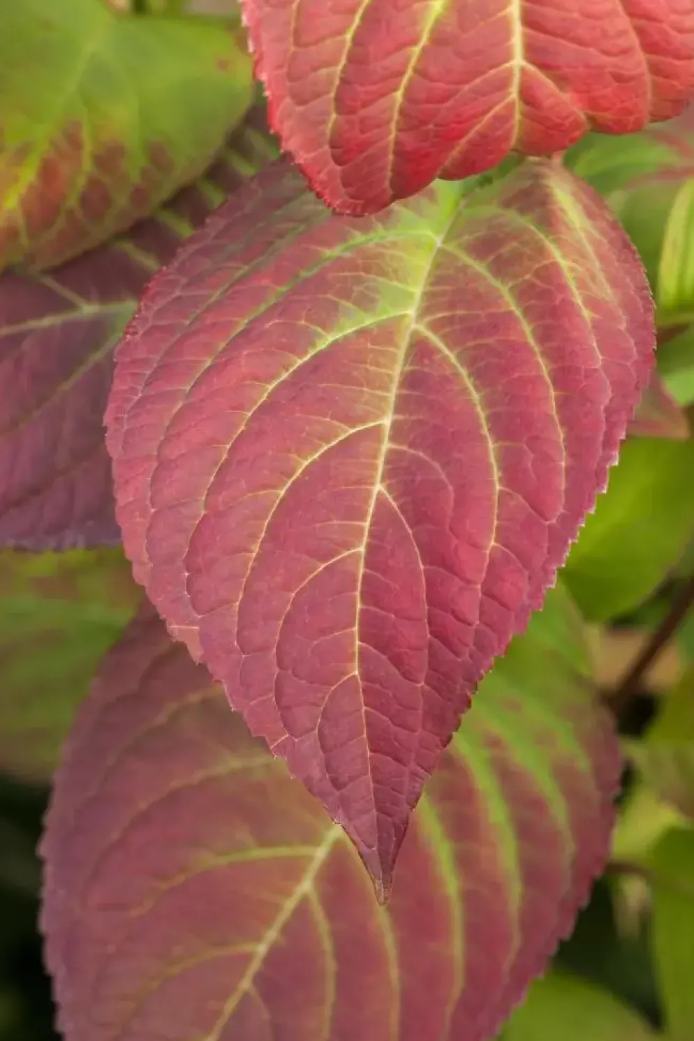 Hydrangea macrophylla (Hortensia)